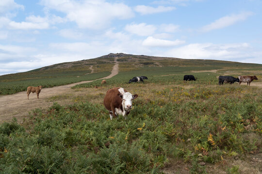 Cox Tor and cattle grazing