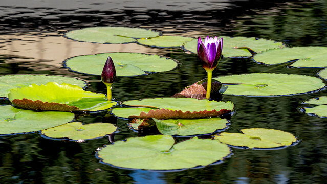 Purple Tropical Water Lily Bud and flower are standing on a pond