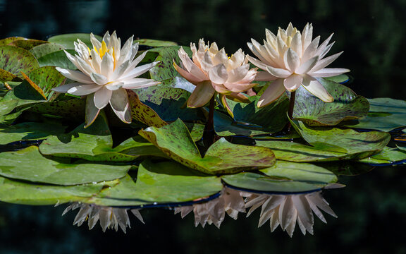Three hardy Water Lilies are blooming on Pond with the reflection inside water