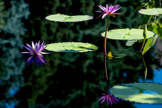 Purple Tropical Water Lilies are blooming on Pond with reflections inside water