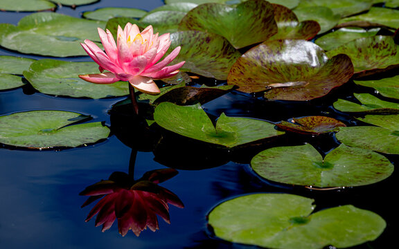 A Pink Hardy Water Lily is blooming with Pond Reflection