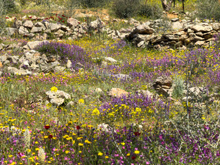 Naklejka premium Colorful spring wildflowers blooming among rocky dry stone walls in Attica, Greece