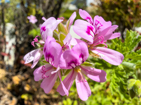 Pink rose geranium flower cluster blooming in bright spring sunlight outdoors in garden