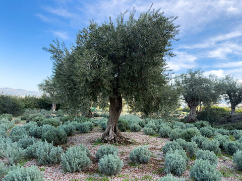 Mature olive tree above silvery shrubs at Stavros Niarchos Foundation Cultural Center garden, Athens, Greece