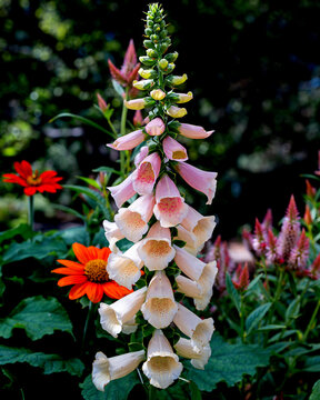 A cluster of Foxglove Spike is blooming in Garden