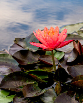Coral Hardy Water Lily is in blooming surrounded by pads inside a pond