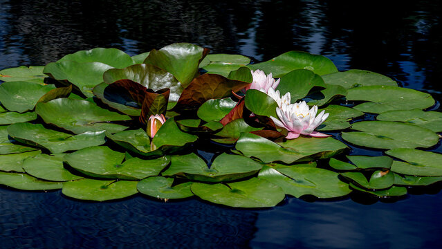 White and Blush Water Lilies are blooming on Pond nested among pads