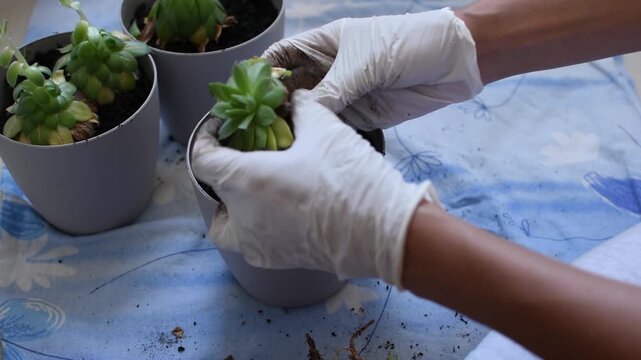 Close up of woman hands wearing white protective gloves planting green plants in new flower pots