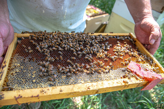 Bees behive frame