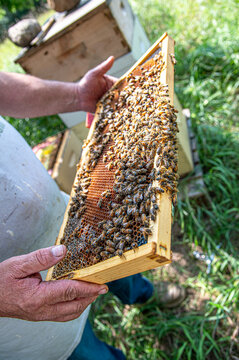 Bees on hive