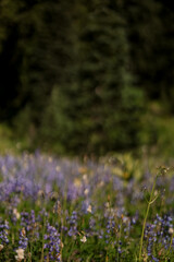 purple flowers in the forest © Гузій Аня