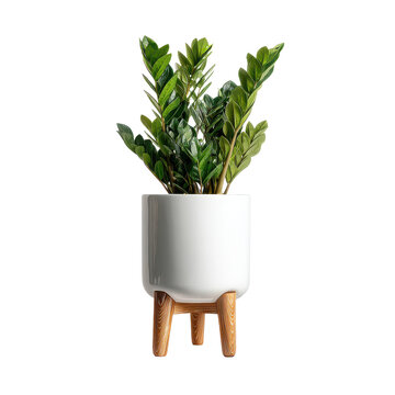 decorative zz plant cutout isolated illustration on transparent background