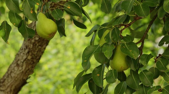 Fresh organic green pears hanging on a fruit tree branch in a sunny orchard