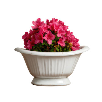 elegant white fluted tub with a blooming azalea bush, cutout isolated illustration cutout cutout isolated illustration on transparent background