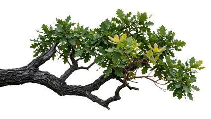 Fototapeta premium Oak Tree Quercus Branch with Acorns Isolated on Black Background