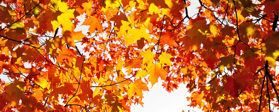 Lush ,vibrant, orange fall leaves banner against a white background. Dense fall foliage color.