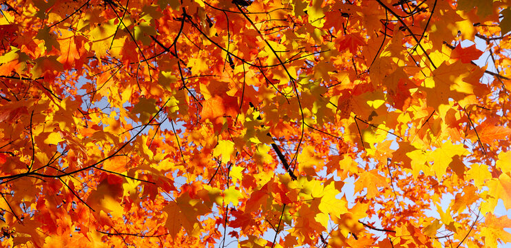 Lush ,vibrant, orange fall leaves banner against a soft blue sky. Dense fall foliage color.