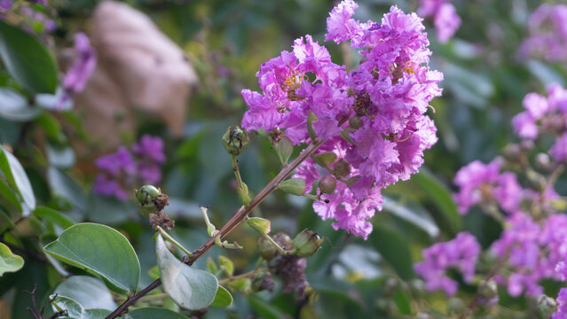Lagerstroemia indica ,crepe myrtle ,or crepefloweris a species of flowering plant in the genus Lagerstroemia of the family Lythraceae