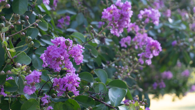 Lagerstroemia indica ,crepe myrtle ,or crepefloweris a species of flowering plant in the genus Lagerstroemia of the family Lythraceae