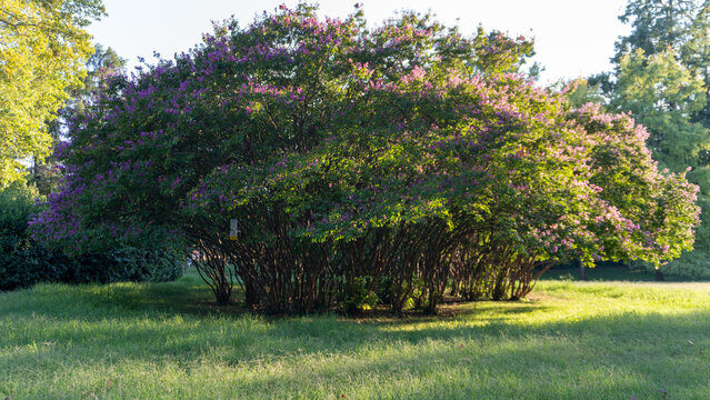 Lagerstroemia indica ,crepe myrtle ,or crepefloweris a species of flowering plant in the genus Lagerstroemia of the family Lythraceae