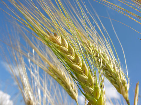 closeup of ripening wheat ears on the blue sky background at sunny summer day