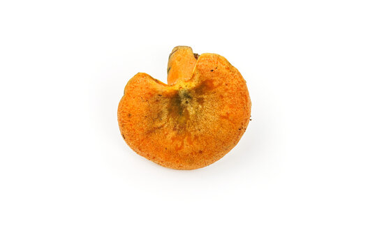 Single edible saffron milkcap mushroom, Lactarius deliciosus, viewed from above and isolated on a white background with generous copy space. 
