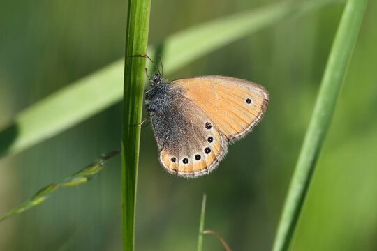 Russian heath butterfly, clinging to the grass. Coenonympha leander,