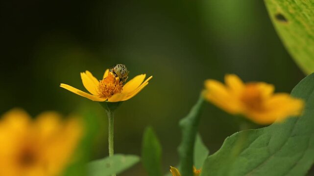 Hoverfly on yellow flower of creeping-oxeye collecting nectar from it. Swaying by the wind and background blur with copy space.