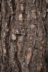 Fototapeta premium Vertical close'up of rough pine tree bark detailed texture