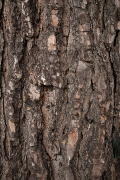Vertical close'up of rough pine tree bark detailed texture
