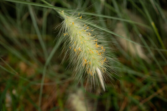 Soft fluffy foxtail grass seed head close-up