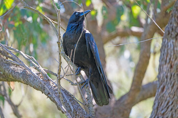 Naklejka premium Australian Raven Perched in a Tree
