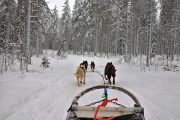 Husky dog sledding team running through snowy winter forest in Lapland, Finland  POV view of Arctic Circle dogsledding ride, winter safari tourism, cold season outdoor adventure © Cissa King