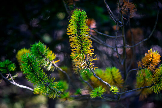 Close up shot of pine branch Pinus mugo with green and yellow needles in sunlight against moody dark forest background
