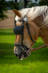 Close-up profile of a brown carriage horse with a light mane wearing a leather bridle and blinders outdoors © Edijs