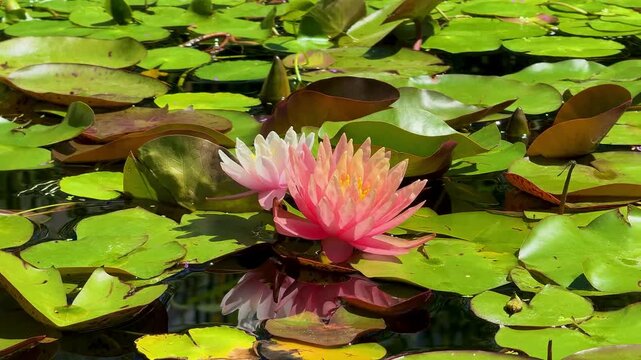 Beautiful pink water lily flowers blooming on a pond with water reflection