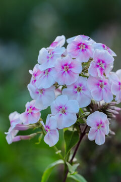 Phlox paniculata also fall phlox, garden phlox, perennial phlox,  summer phlox, and panicled phlox. Is a species of the phlox family. It is extensively cultivated as an ornamental plant. 