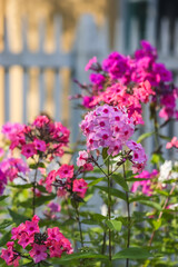 Obraz premium Phlox paniculata also fall phlox, garden phlox, perennial phlox, summer phlox, and panicled phlox. Is a species of the phlox family. It is extensively cultivated as an ornamental plant. 