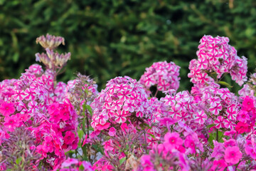 Obraz premium Phlox paniculata also fall phlox, garden phlox, perennial phlox, summer phlox, and panicled phlox. Is a species of the phlox family. It is extensively cultivated as an ornamental plant. 