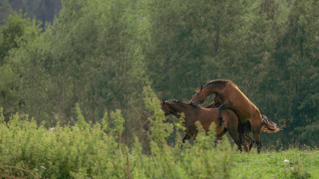 Brown stallion mounts a mare during natural mating behavior in a sunlit rural pasture
