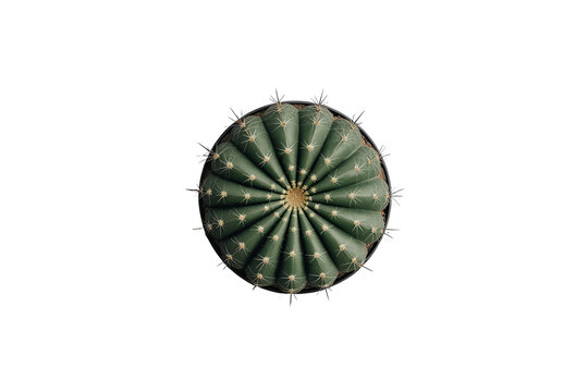 Round ribbed green cactus viewed from above