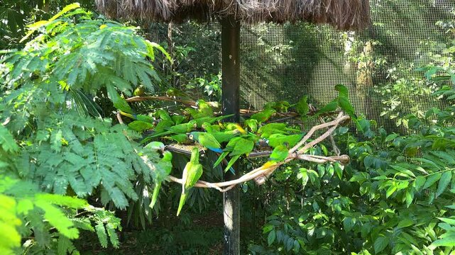 Group of green parrots feeding on a wooden perch in a tropical aviary enclosure