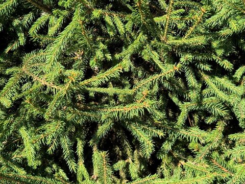 Spruce tree picea abies branches