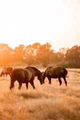 Three dark horses grazing in a sunlit golden pasture at sunset with warm backlight and silhouetted trees © PIC by Femke