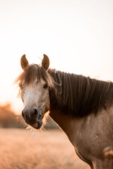 Close-up portrait of a brown horse with a long dark mane standing in a sunlit golden field at sunset © PIC by Femke