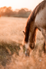 Close-up of a horse grazing in a golden pasture at sunset, backlit mane and muzzle with warm light and shallow depth of field © PIC by Femke