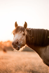 Naklejka premium Close-up portrait of a bay horse mare with flowing dark mane in a sunlit pasture at golden hour