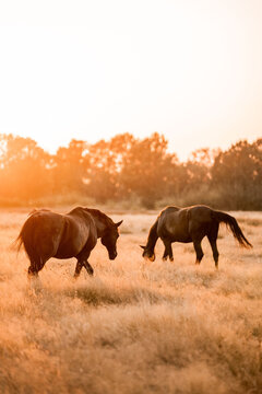 Two horses grazing in a sunlit golden pasture at sunset with trees on the horizon, rural tranquil countryside scene