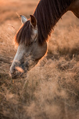 Close-up of a grazing horse in a dry golden field with a small bird perched on its mane during warm sunset light © PIC by Femke
