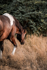 Brown and white pinto horse grazing in dry summer grass at the edge of dense green shrubbery, side profile outdoor pastoral scene © PIC by Femke